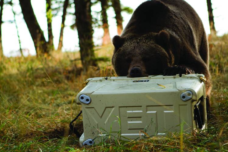 Yeti store cooler company